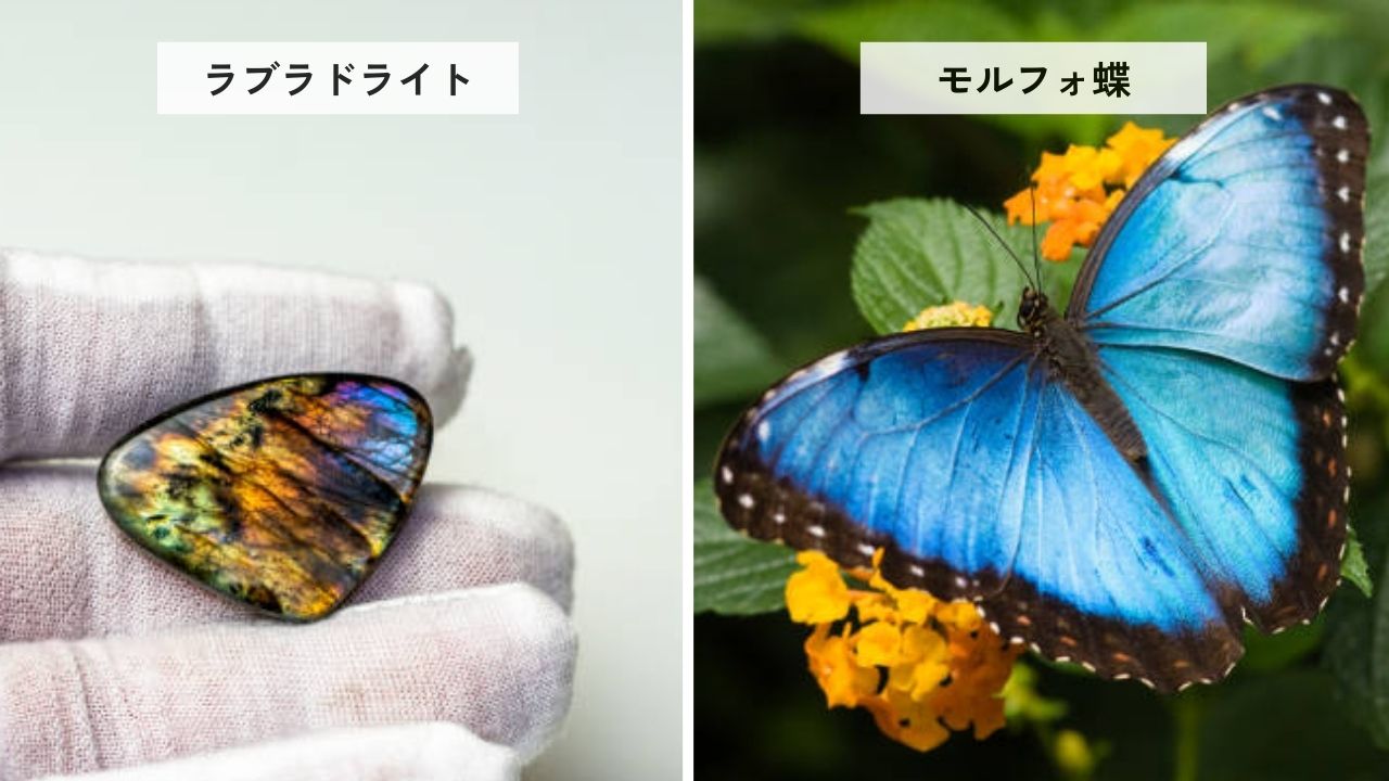 宝石と蝶、異なる世界に共通する輝きの仕組み