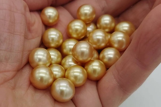 白蝶真珠(South Sea Cultured Pearl)